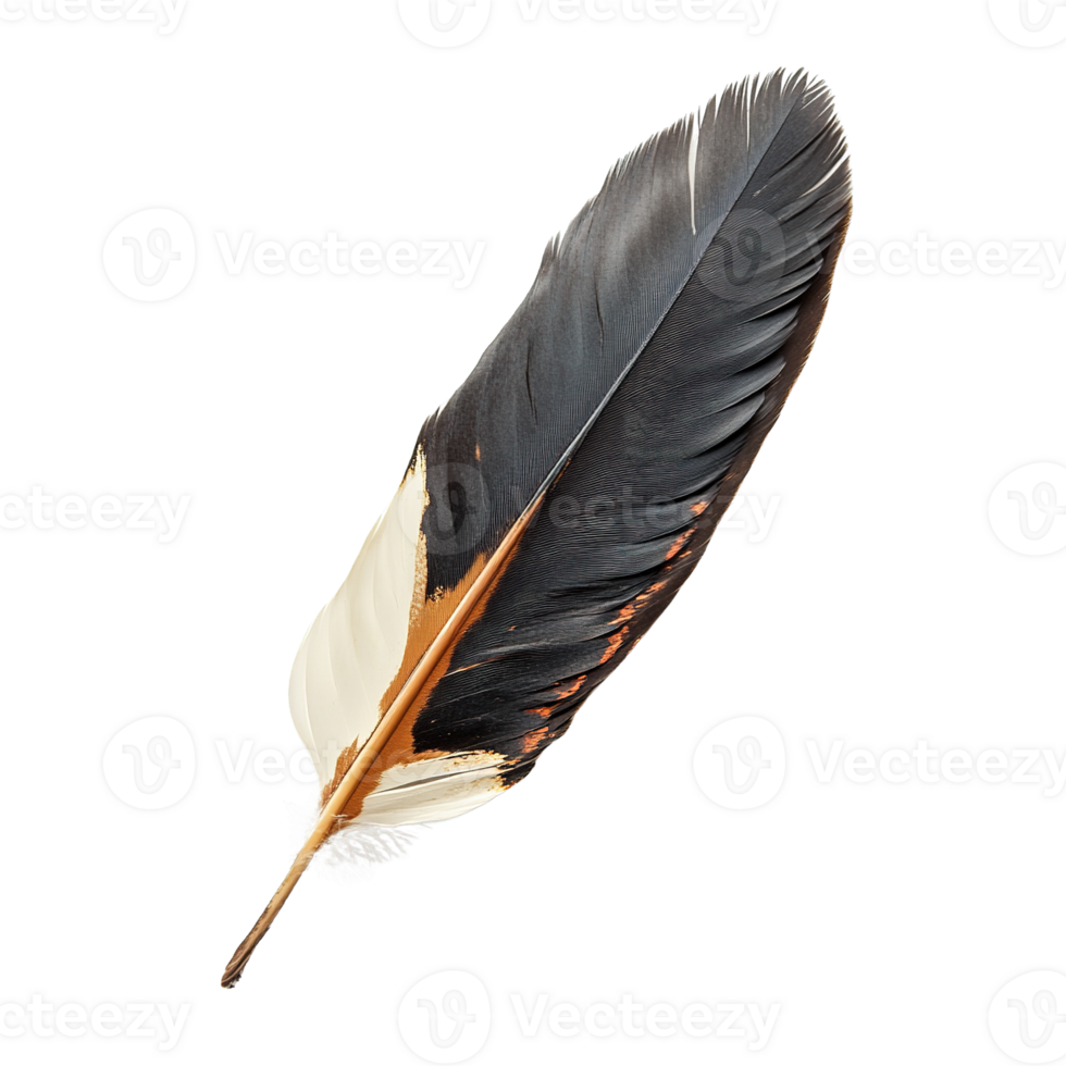 Decorative Tribal Feather Isolated on Transparent Background png
