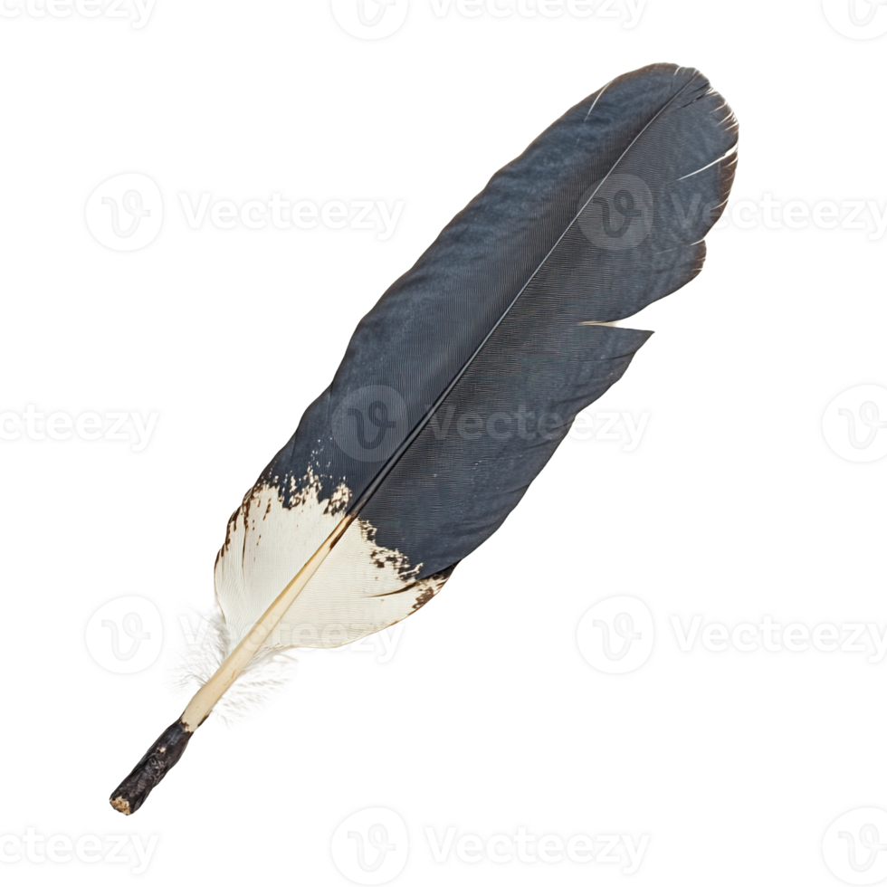 Spiritual Feather with Dark Plume Isolated on Transparent Background png