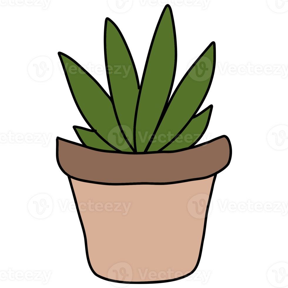 Cactus plant decoration png