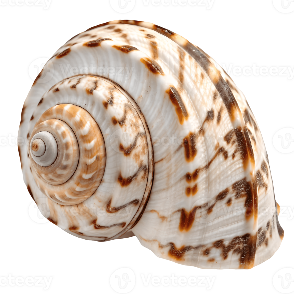 Close up of Elegant Sea Shell, Mollusk Spiral Pattern, Exotic Beach Nature, Coastal Decor, Ocean Wildlife Beauty Transparent Background png