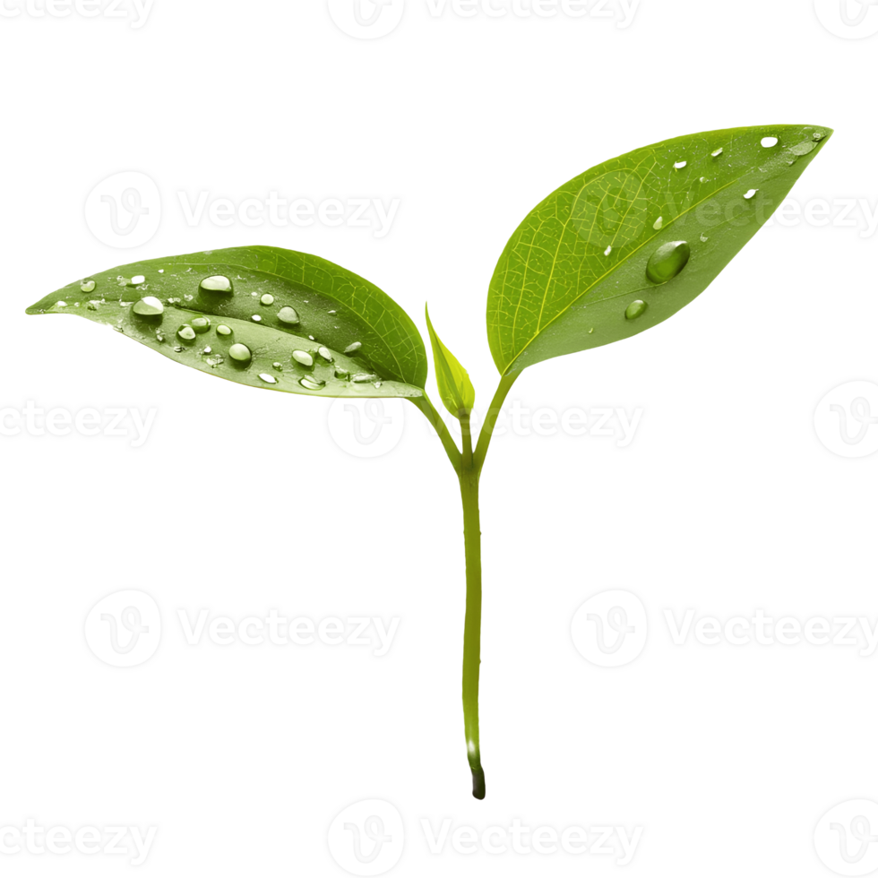 Fresh Sprout with Dew Drops New Life, Growth, and Renewal Transparent Background png