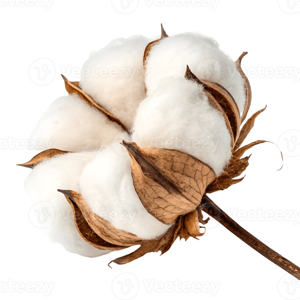 Close up of Natural Cotton Flower White Fluffy Fibers and Brown Dried Petals for Textile and Agriculture Concepts Transparent Background png