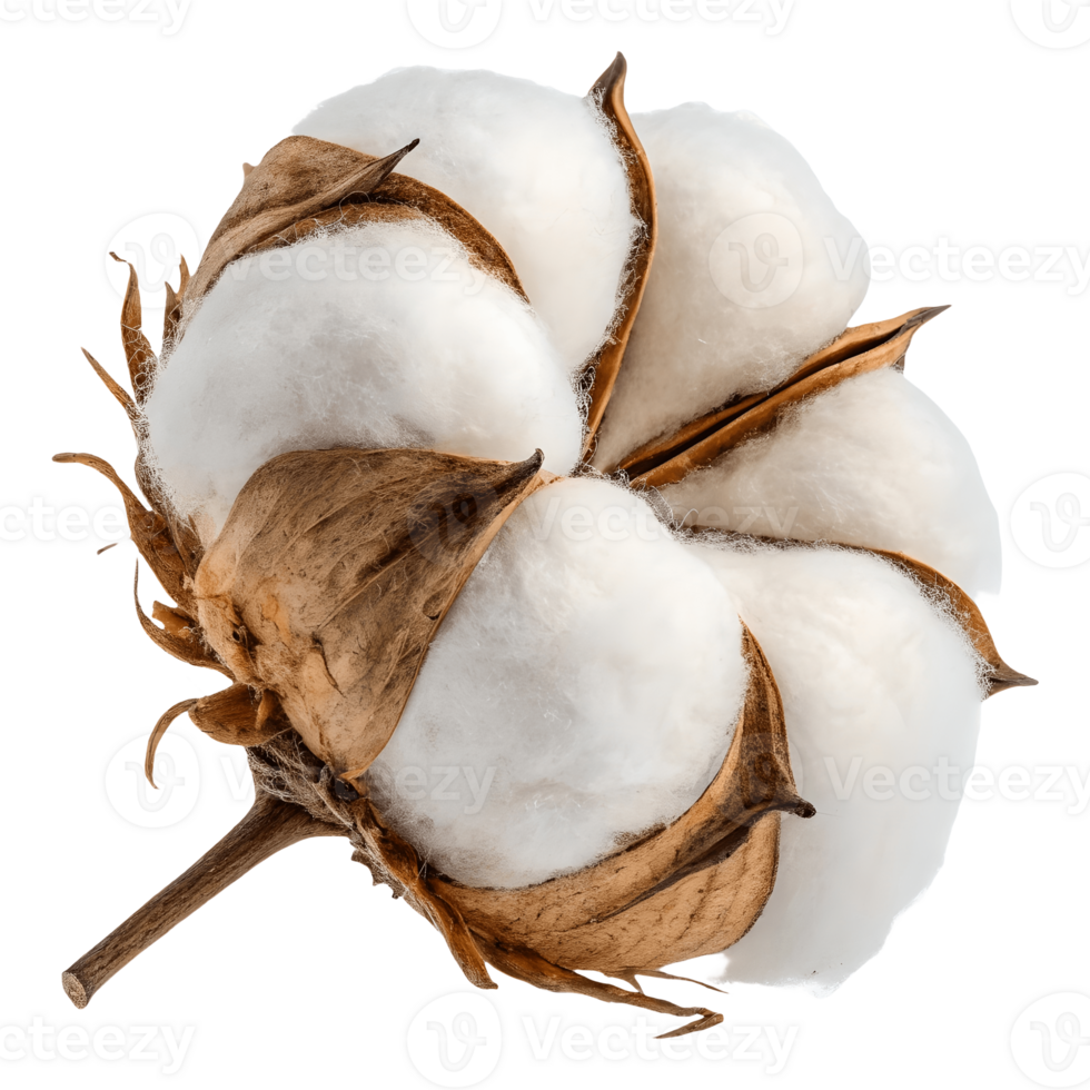 Isolated Cotton Boll , Raw Cotton Fiber, Natural Softness, Agricultural Crop, Textile Material Transparent Background png