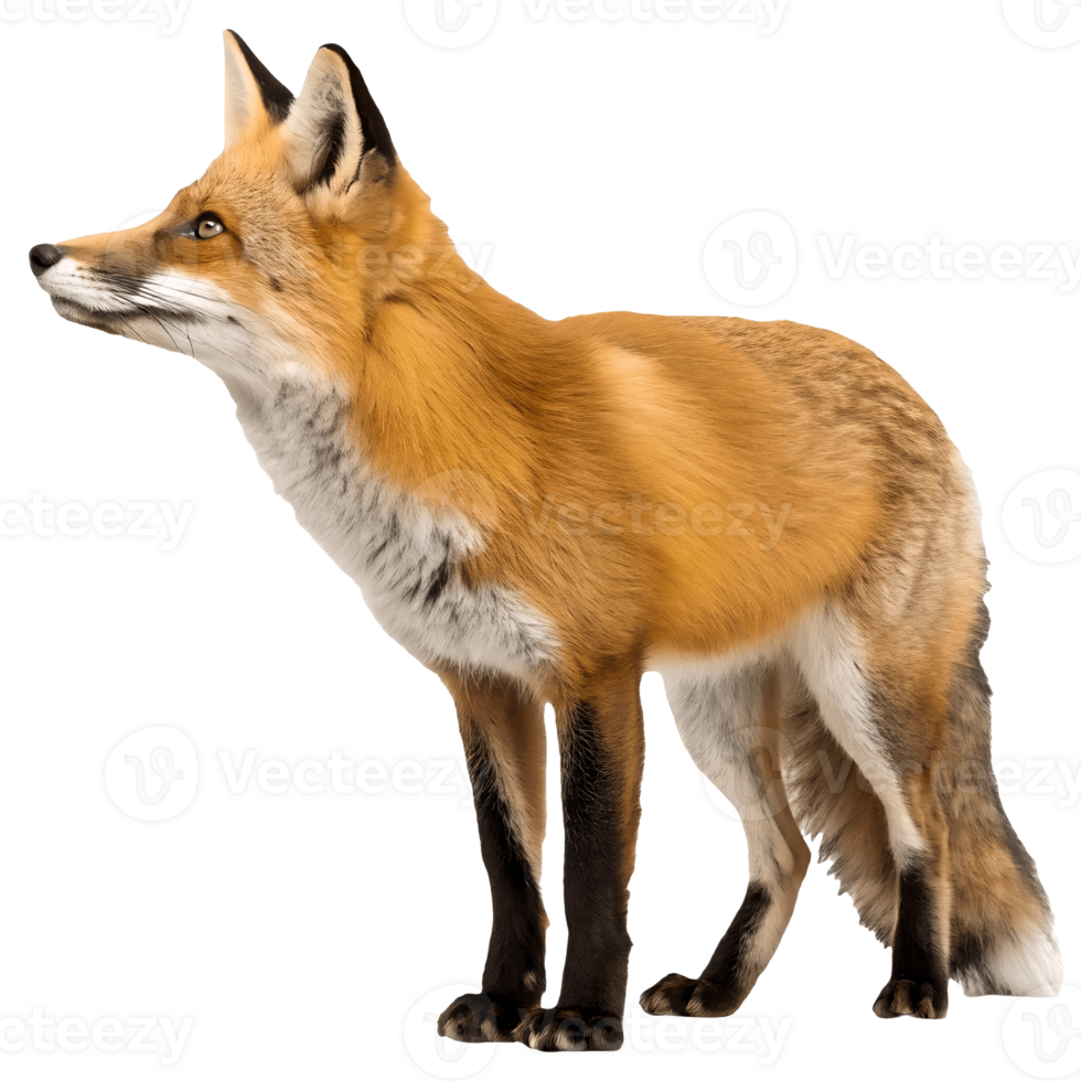 Alert Red Fox Standing Tall Wildlife Portrait in Natural Light, Crisp Details, Wilderness, Focused Gaze, Conservation, Animal Photography Transparent Background png