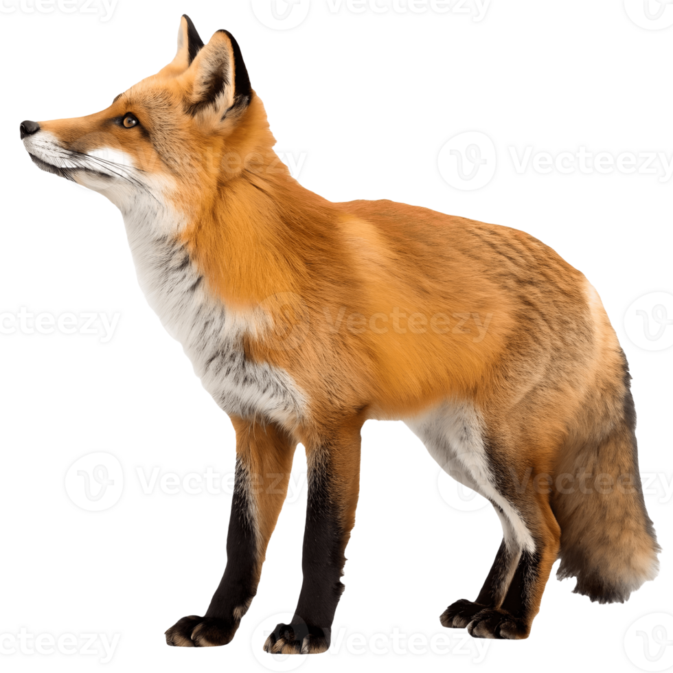 Majestic Red Fox Standing Alertly, Wildlife Portrait, Natural Beauty, , Outdoor Scene, Observing Environment Transparent Background png