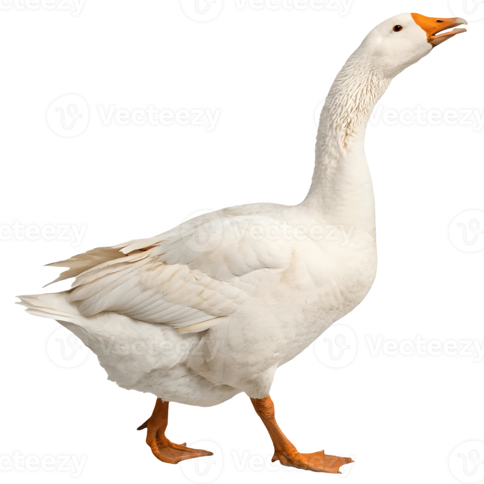 Majestic White Goose Strutting Freely Poultry Bird with Orange Beak and Legs in Natural Isolated Environment Transparent Background png