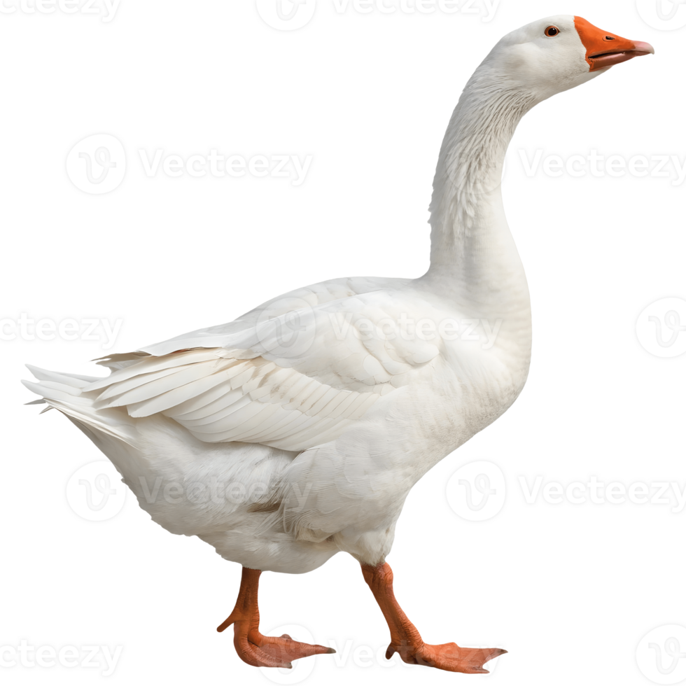Majestic White Goose Strutting Freely , Orange Beak and Legs, Farm Animal Image Transparent Background png