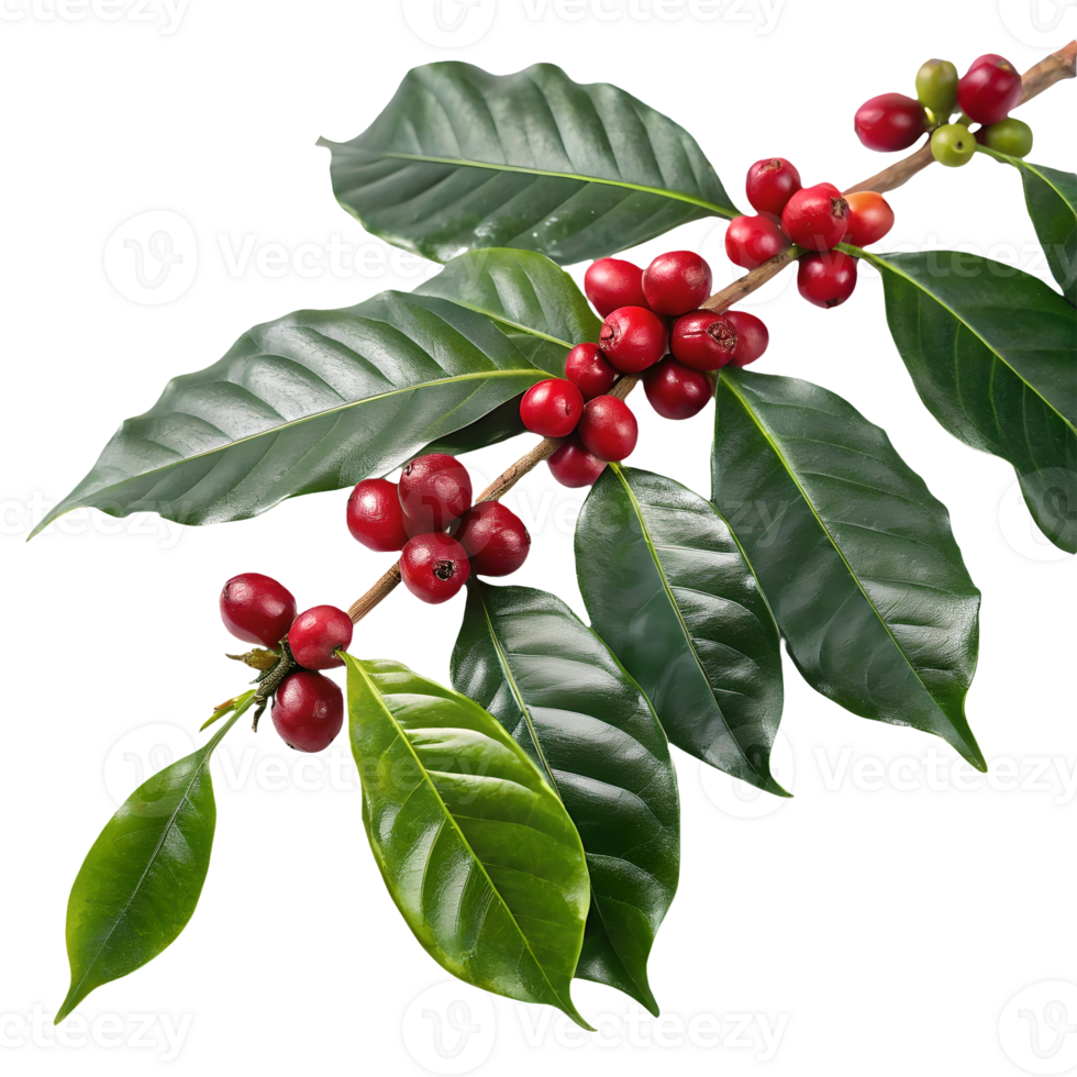 Coffee Plant Branch with Ripe Red Berries and Lush Green Leaves , Agricultural Harvest, Tropical Plantation Transparent Background png