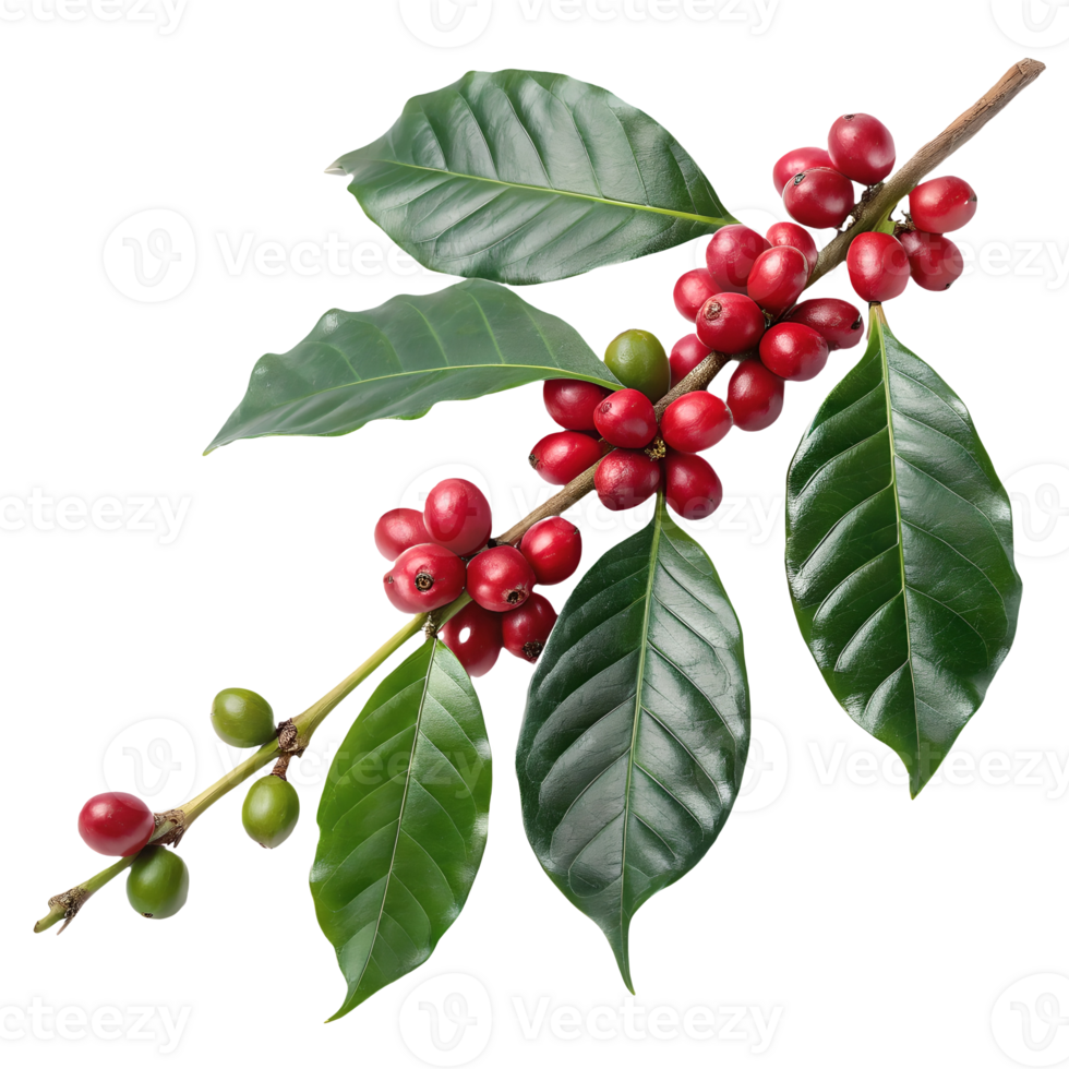 Ripe Coffee Cherry Branch Freshly Harvested Arabica Beans with Glossy Green Leaves on, Coffee Plantation Theme Transparent Background png