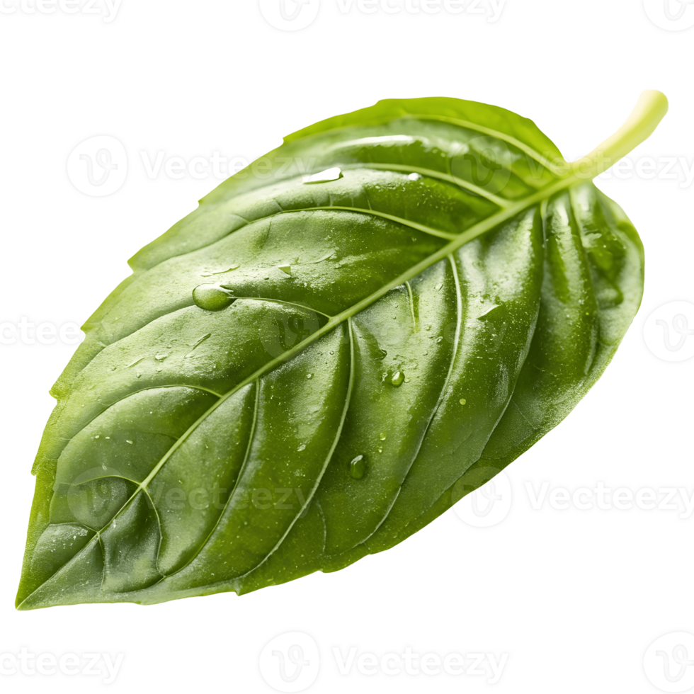 Fresh Green Basil Leaf with Water Droplets , Culinary Herb, Healthy Eating, Ingredient, Aromatic, Single Leaf Transparent Background png