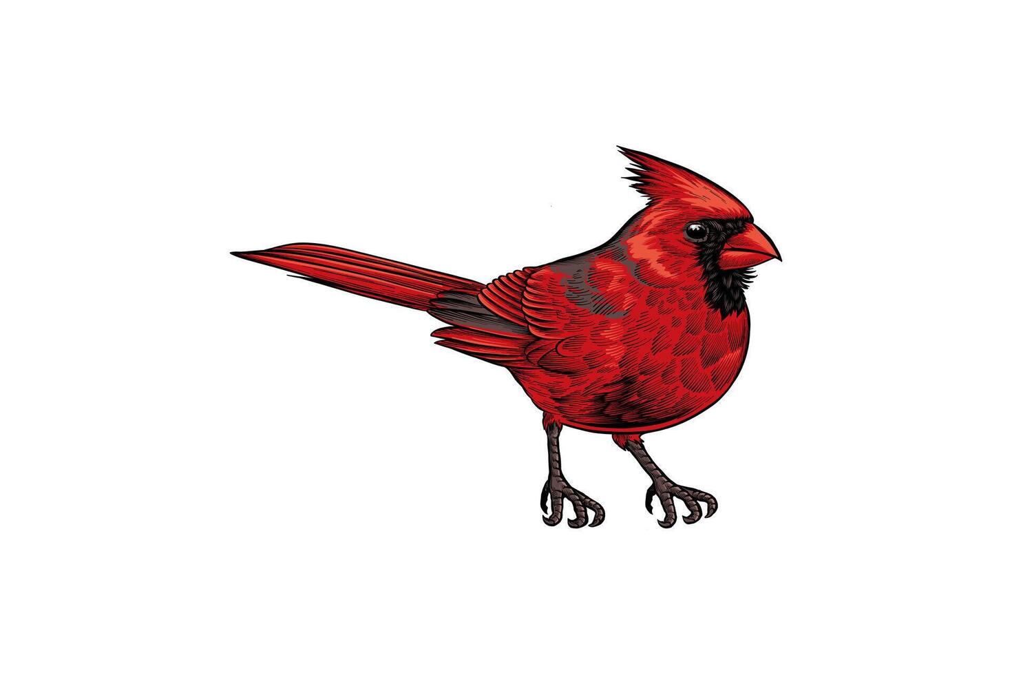 hand-drawn red cardinal bird illustration vector
