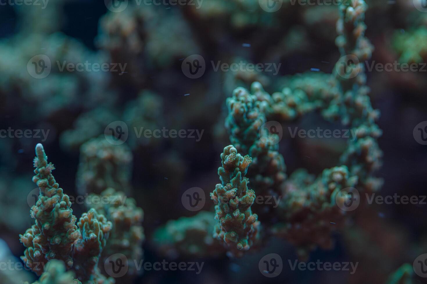 Macro Photo of Acropora Millepora SPS Coral Polyps in Reef Underwater Marine Life Biodiversity Scene