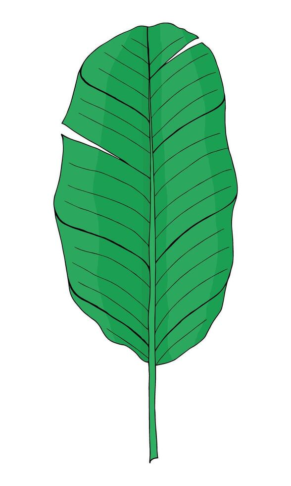 Tropical green banana palm leaf in doodle style. Hand drawn by inks isolated element for design. vector