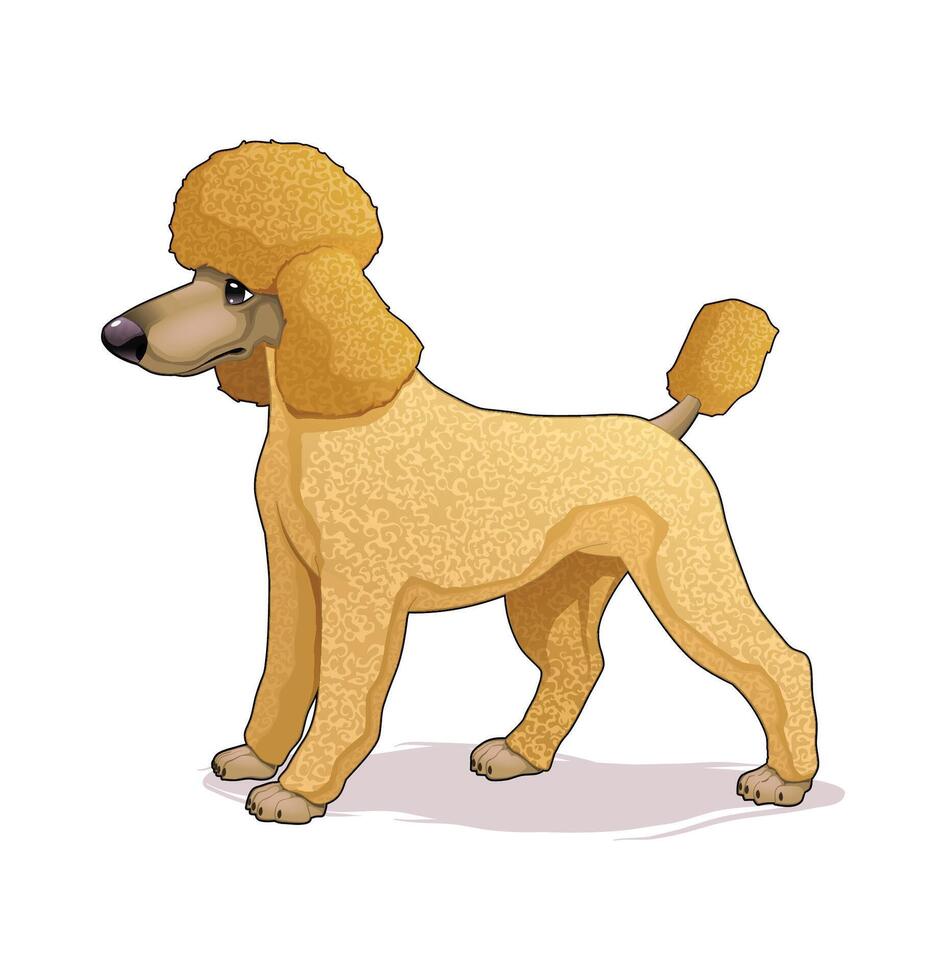 Cartoon poodle dog illustration vector