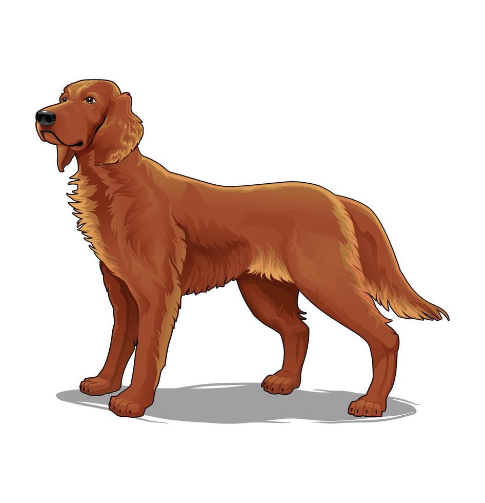 Cartoon golden retriever standing tall vector