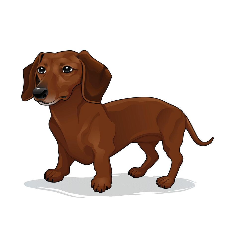 Cute dachshund cartoon character vector