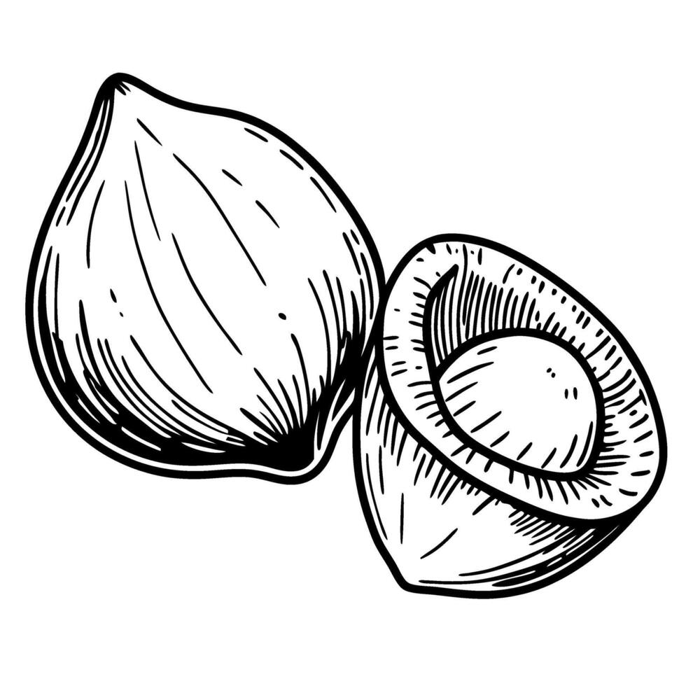 Whole and cracked hazelnuts hand drawn isolated illustration organic nut, healthy snack, vegan protein food concept vector