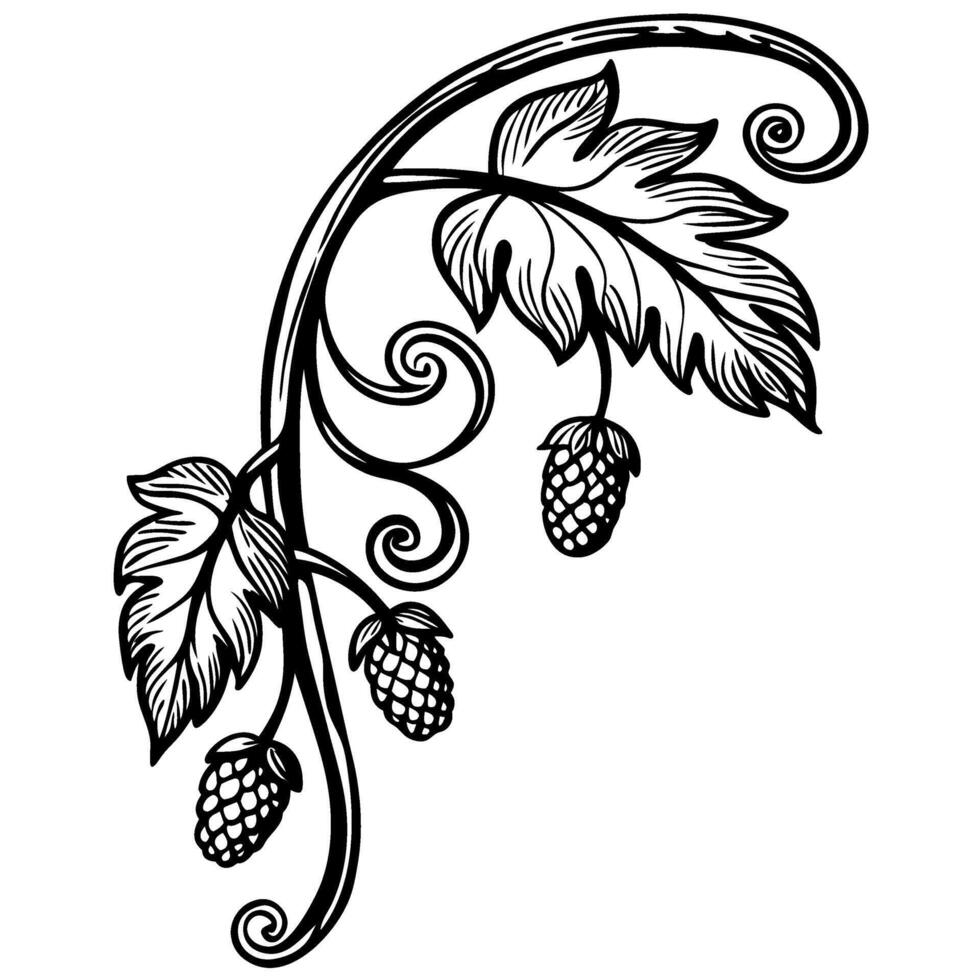 Hop plant branch with leaves and cones in decorative black outline vintage botanical illustration, nature design element vector