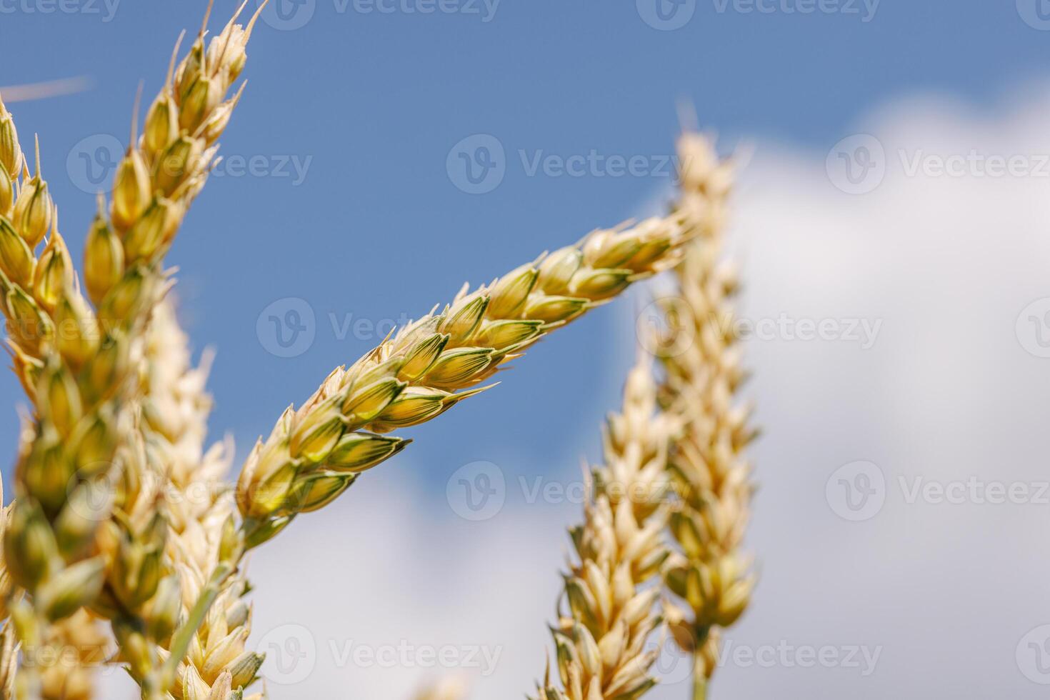 Closeup of Wheat Ears Against Blue Sky Agriculture, Harvest, Farm Crop, Cereal Field Background photo