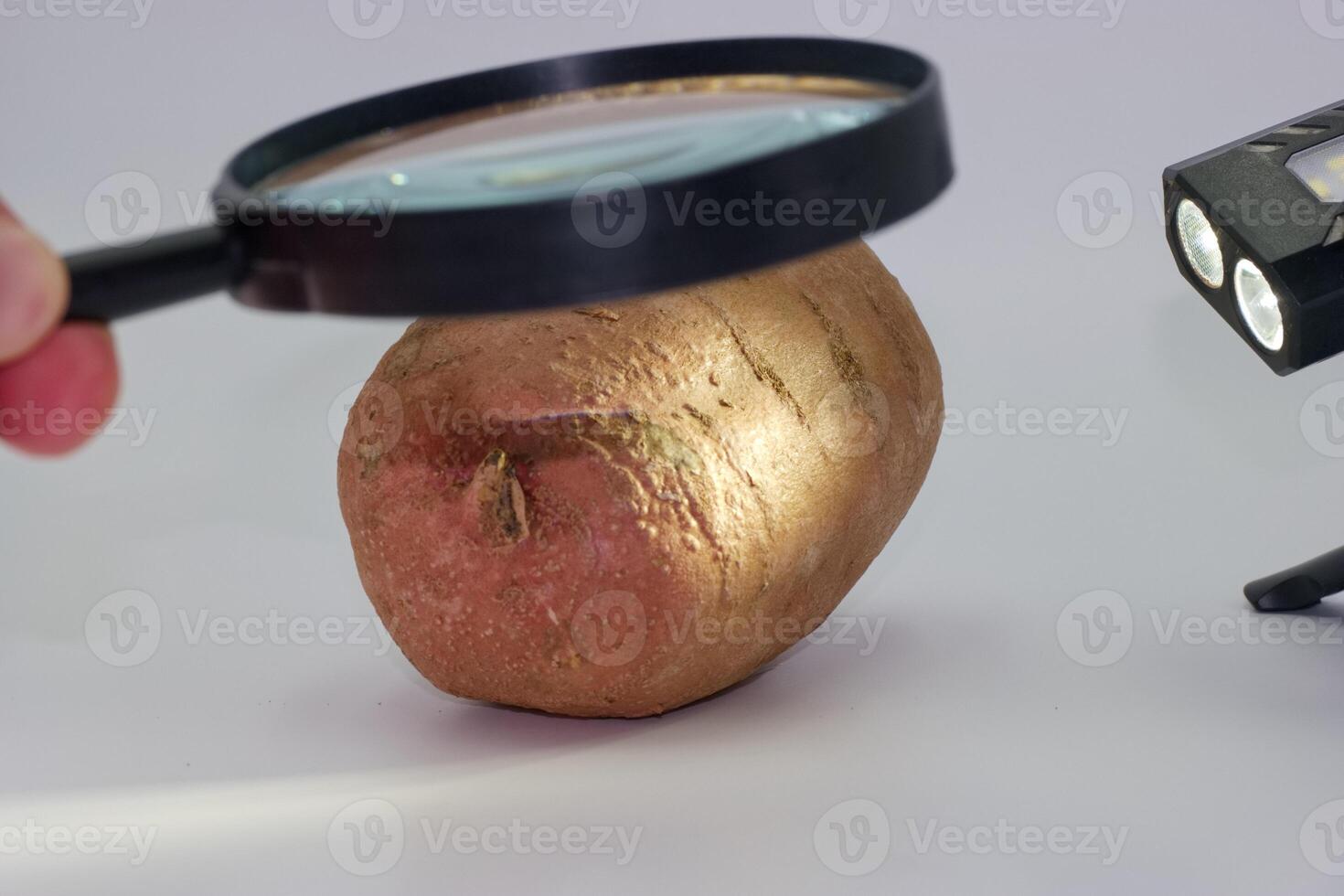 Golden potato examined with a magnifying glass and flashlight at a science demonstration for curious minds photo