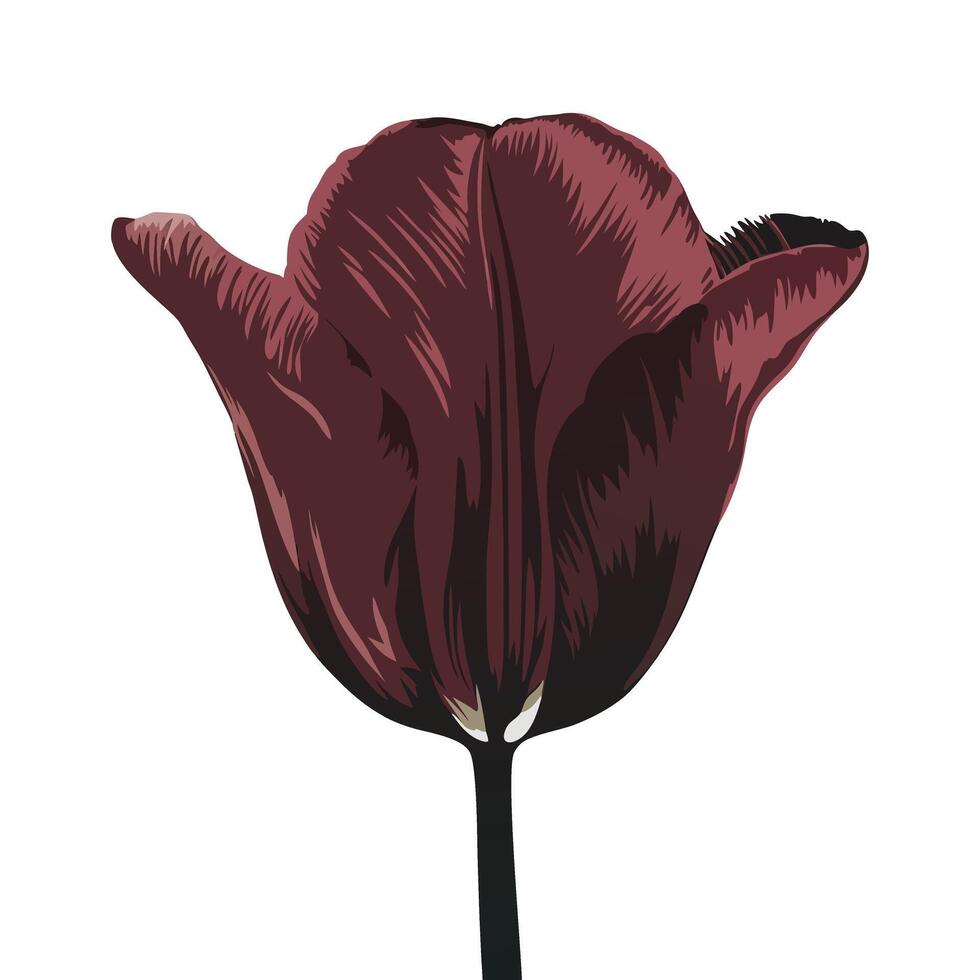 Dark Maroon Tulip Flower Illustration, Realistic Single Tulip Illustration vector
