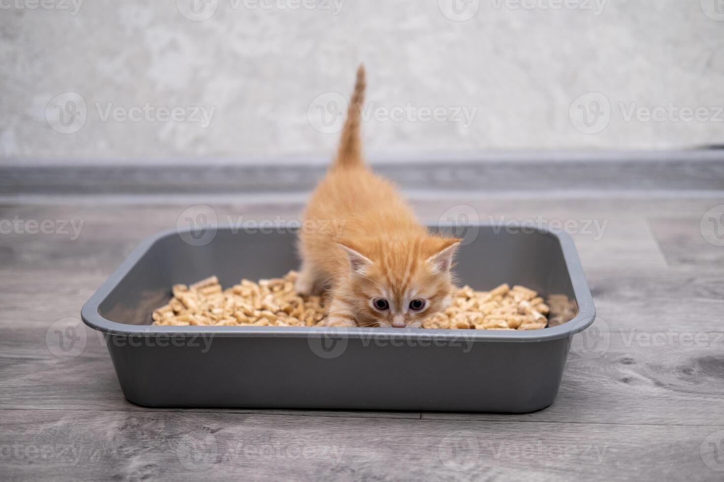 A small kitten in a litter tray photo