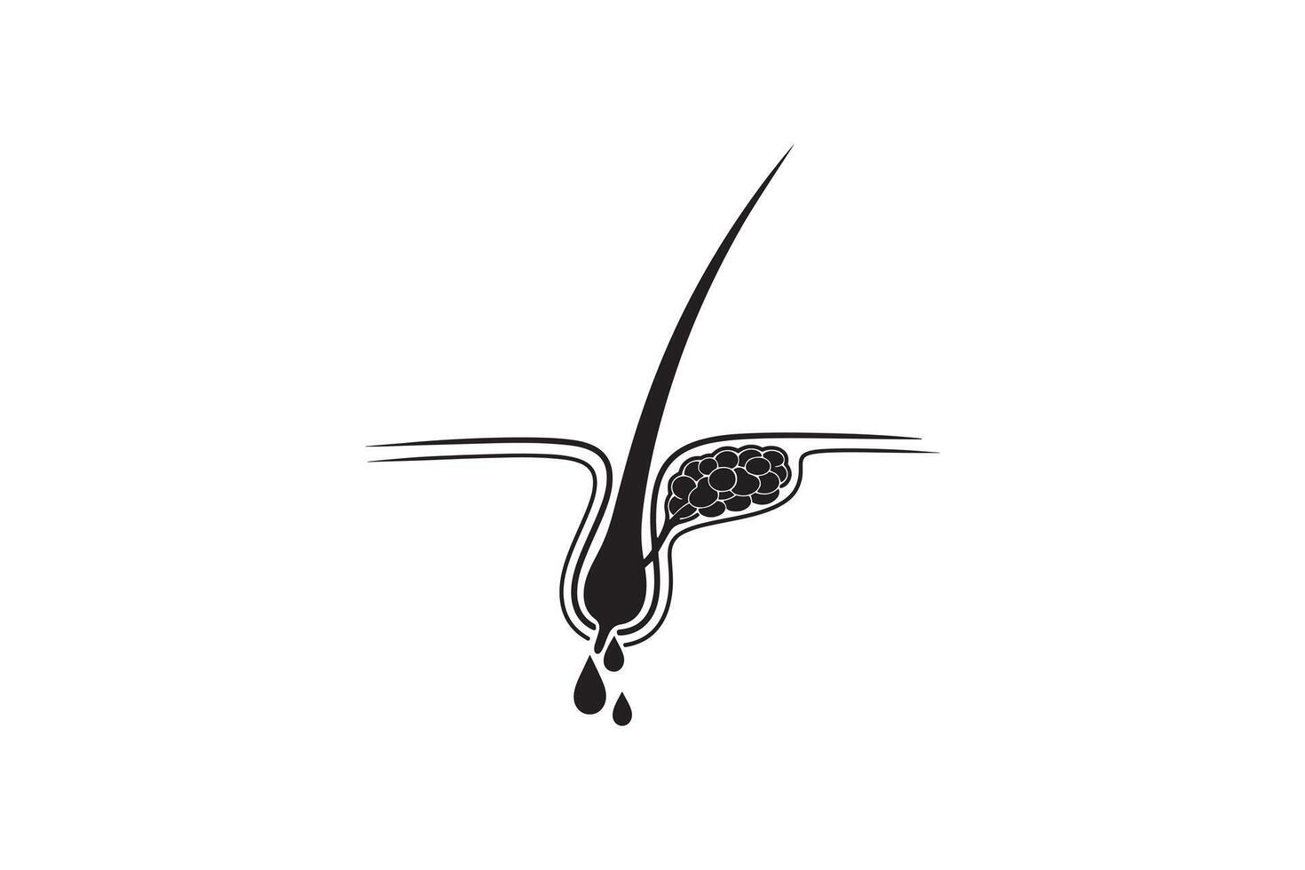 Human Hair Root and Sebum Gland Silhouette Design vector
