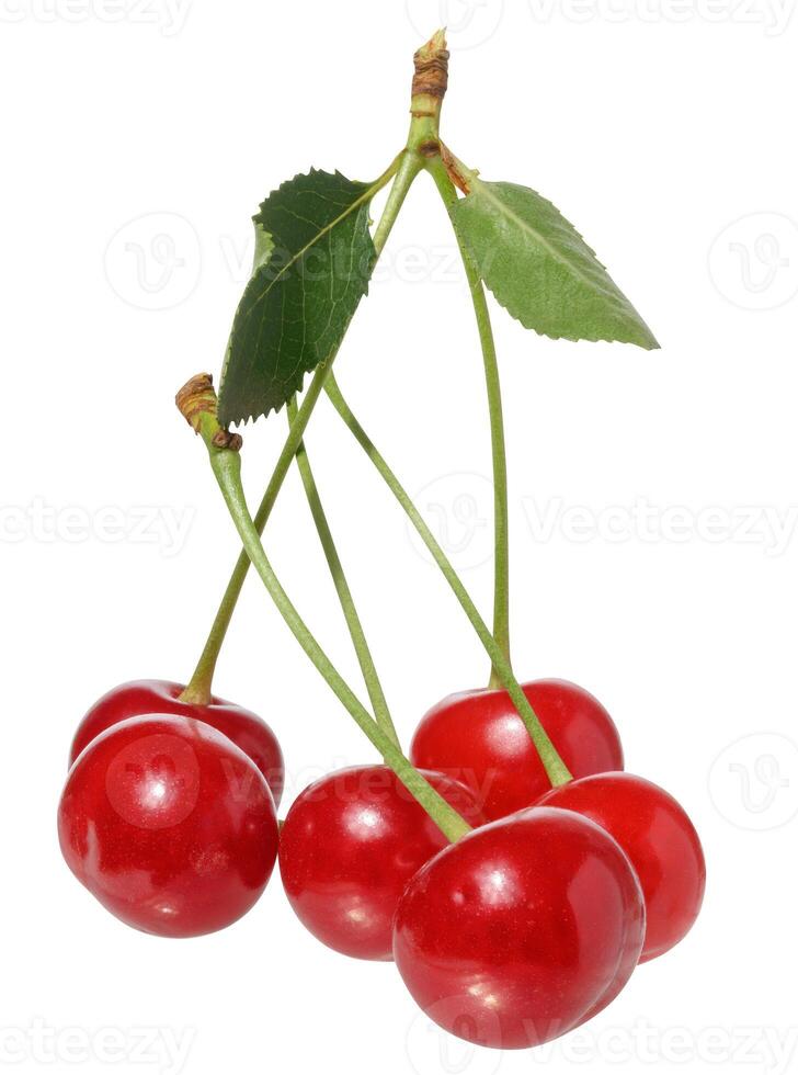 Red cherries with green stems and small green leaves, still attached to their branching point photo