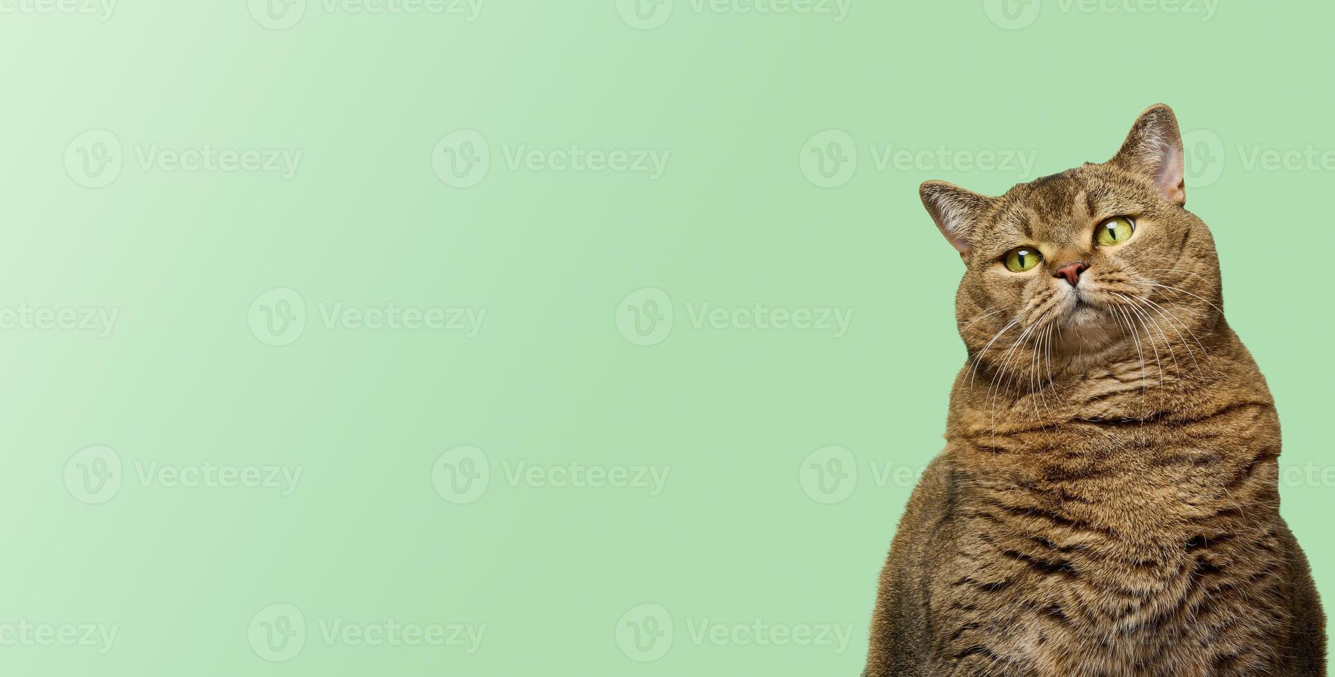 Face of a thoughtful or appraising Scottish Shorthair cat with bright green eyes looking curiously against a light green background. photo