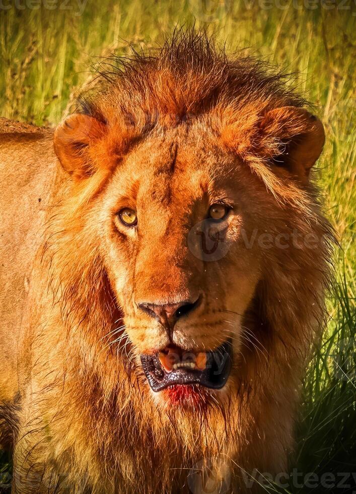 Male lion showing its teeth with blood on its chin photo