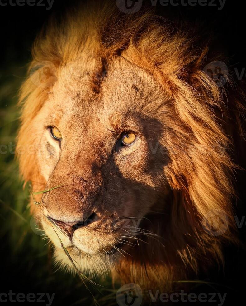 Majestic lion staring intensely with piercing gaze in the African savanna photo