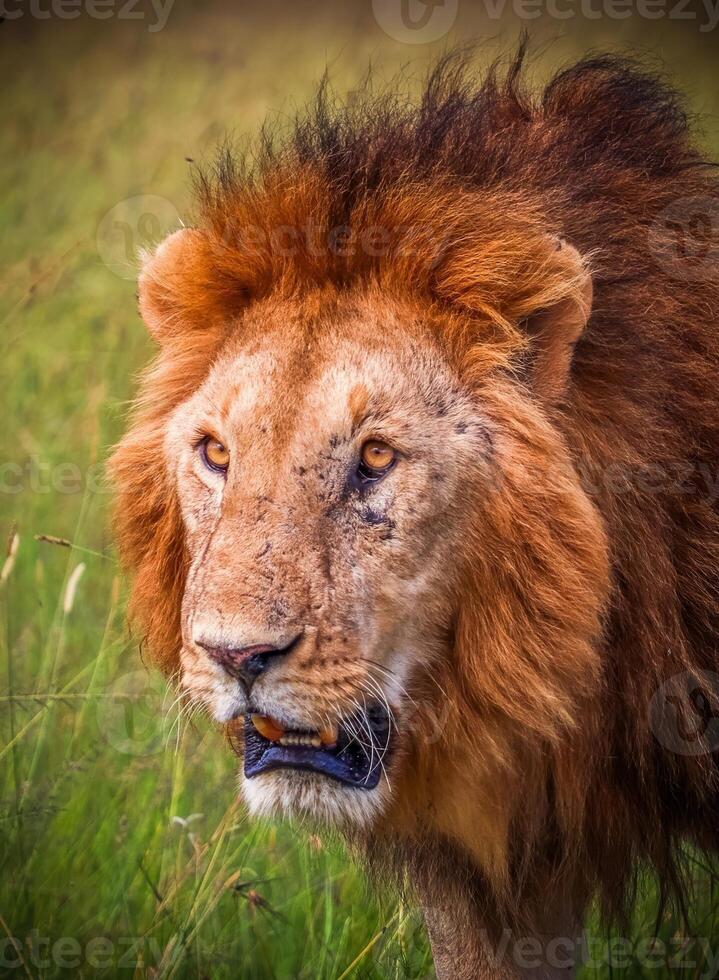 Majestic lion showing teeth and walking in the savannah photo