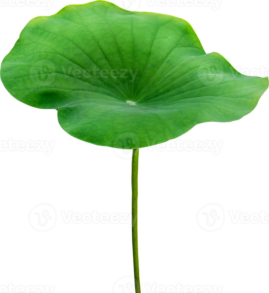Beautiful green lotus leaf png