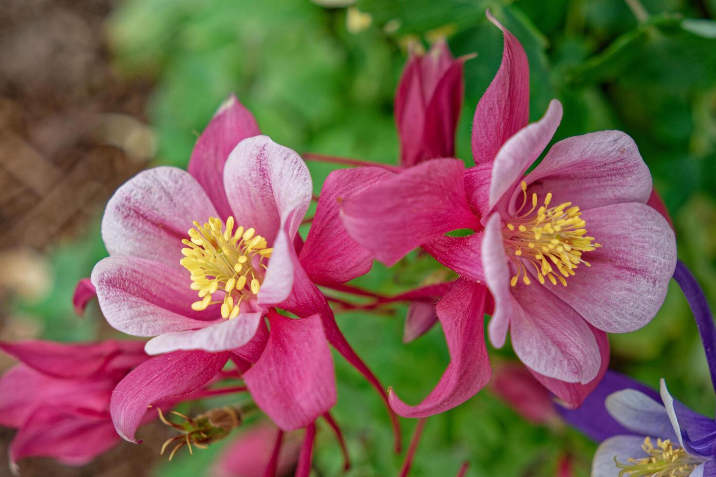 Columbine flowers in full bloom photo