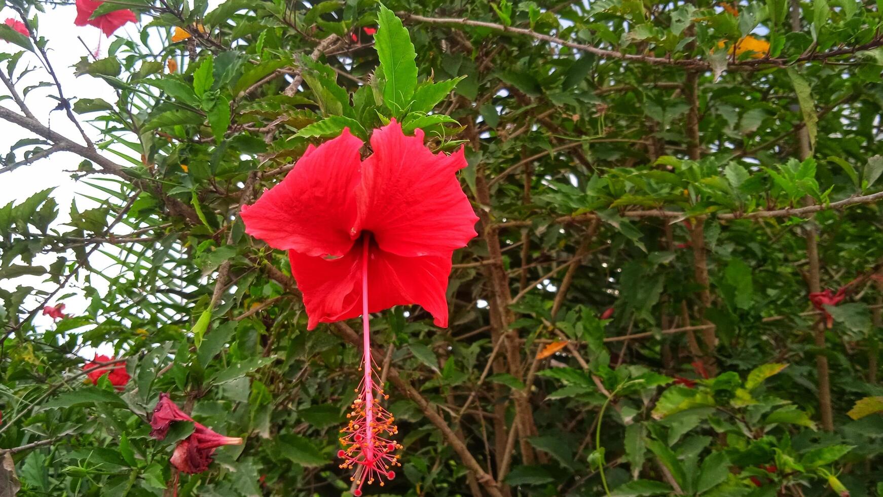 Hibiscus flowers in full bloom showcasing vibrant red. Perfect for floral, botanical, and nature themes photo