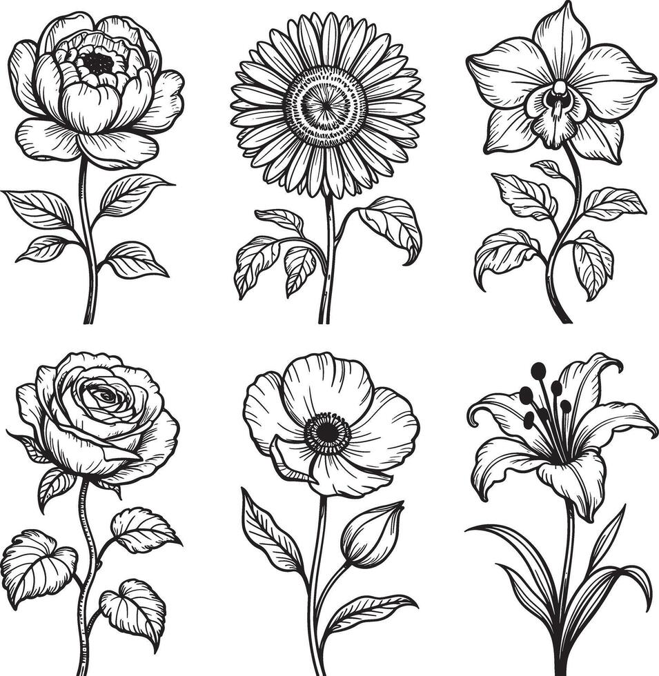 Collection of six hand drawn floral illustrations in black and white line art style vector