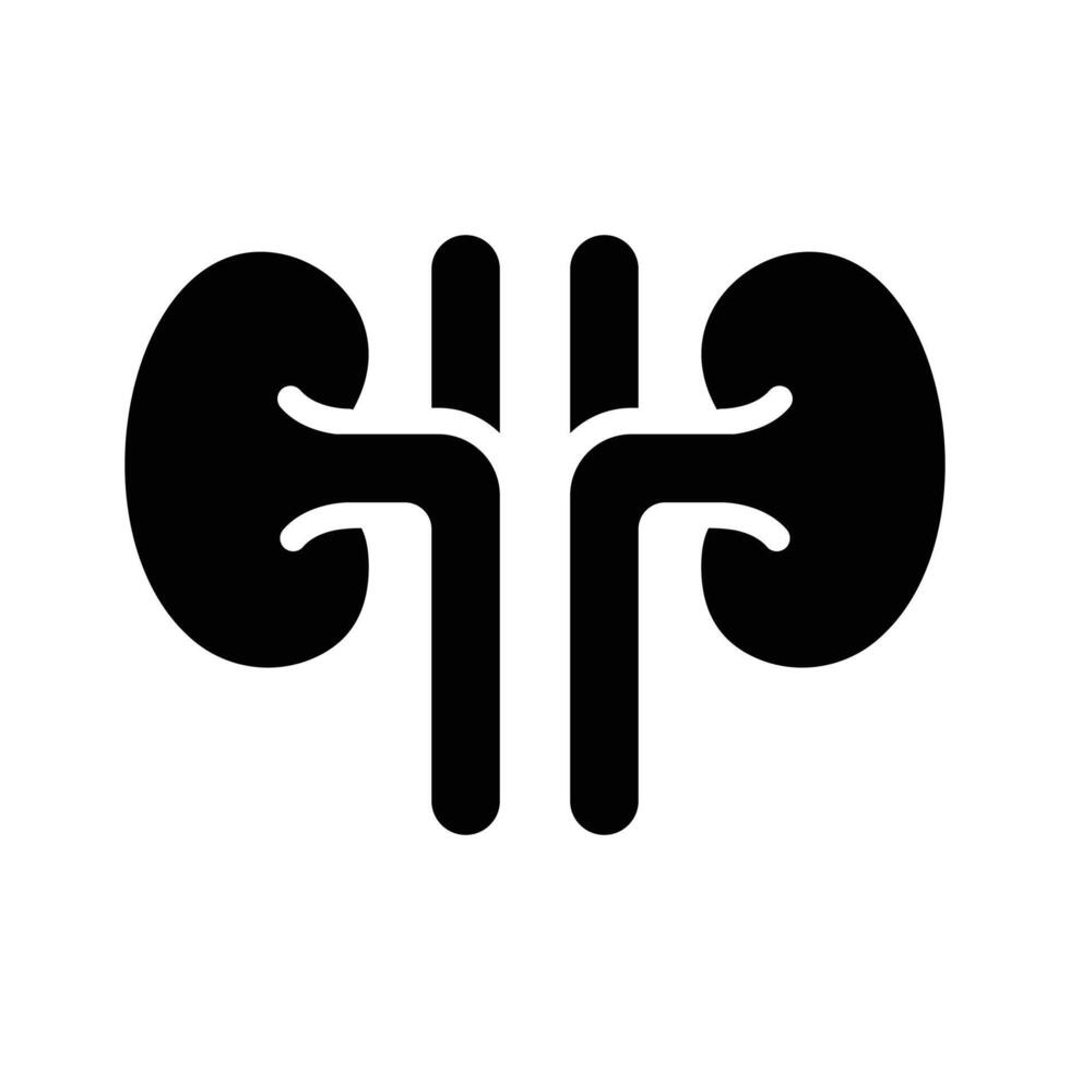 A premium glyph icon of both human kidneys vector