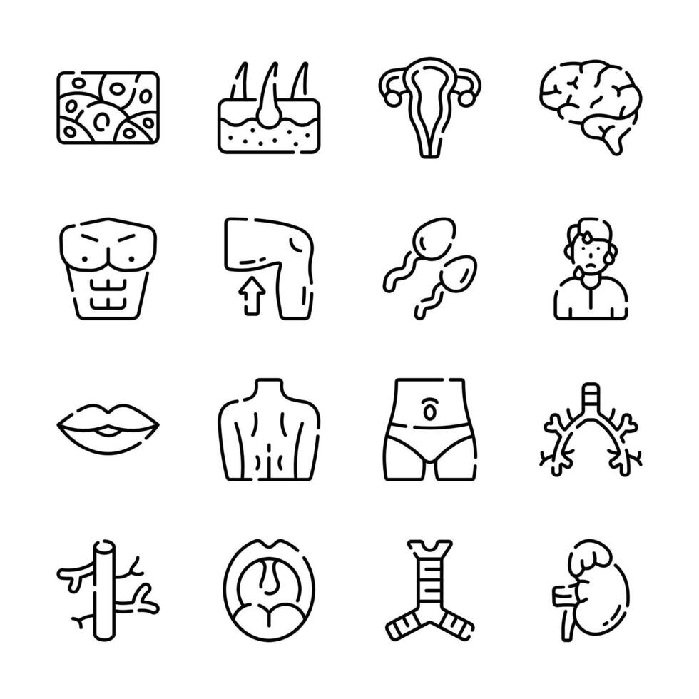 Grab this latest bundle of bioscience and human anatomy outline style icons vector