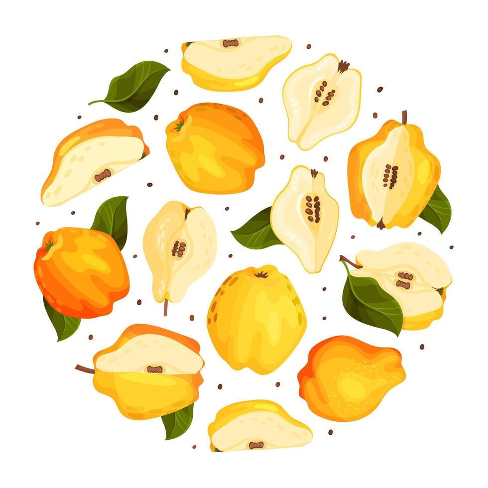 Quince Fruit Round Composition with Ripe Crop Template vector