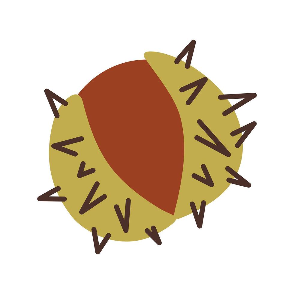 Open chestnut with prickly shell. illustration. vector