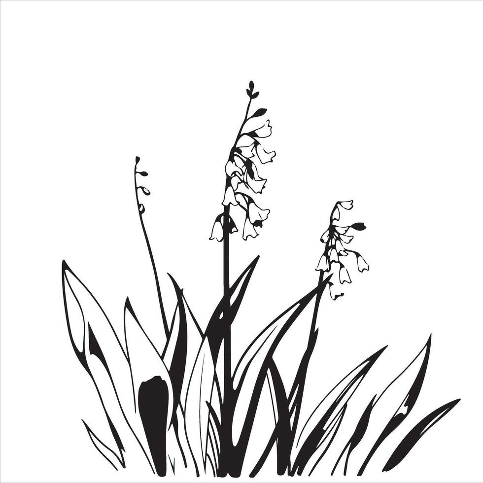 Lily of the valley flowers vector