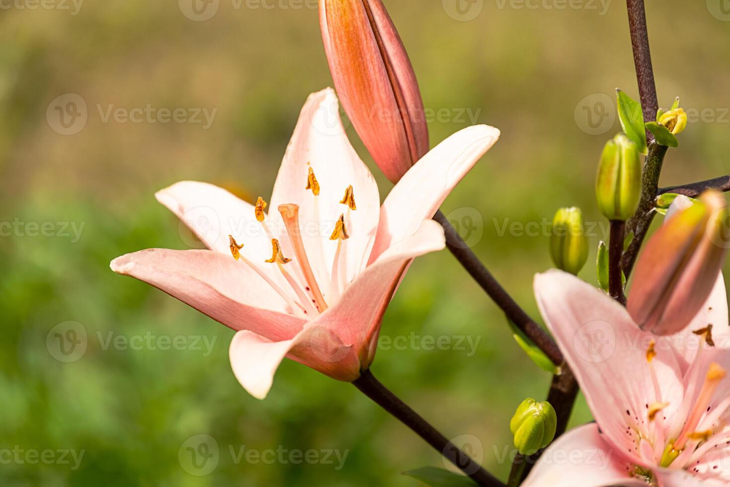 Delicate pink lily flower blooming in garden, with buds and green leaves on a soft focus background. photo