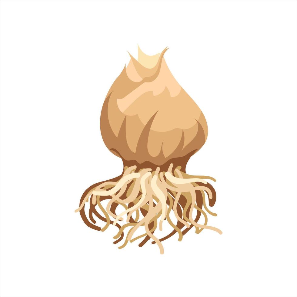 Botanical illustration of a bulb with roots vector