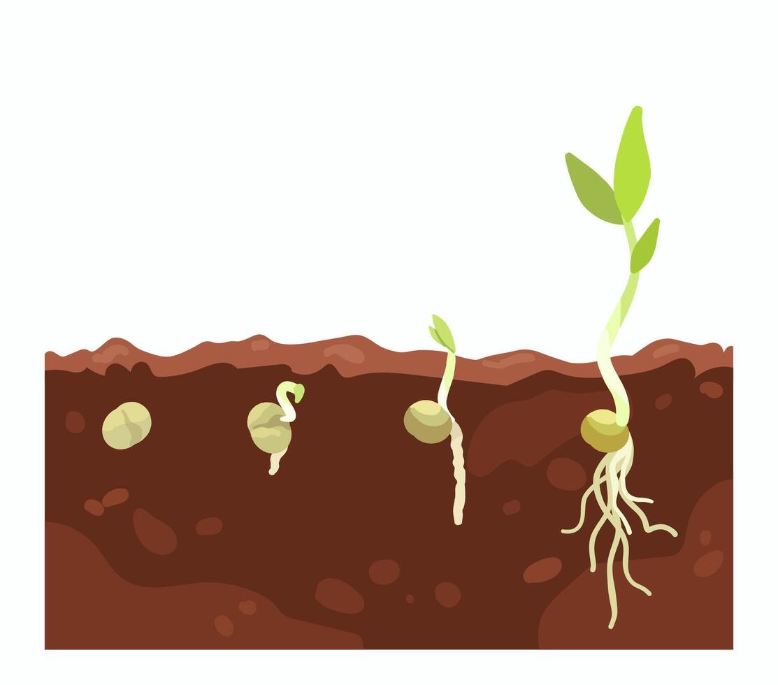 Plant growth stages in soil vector