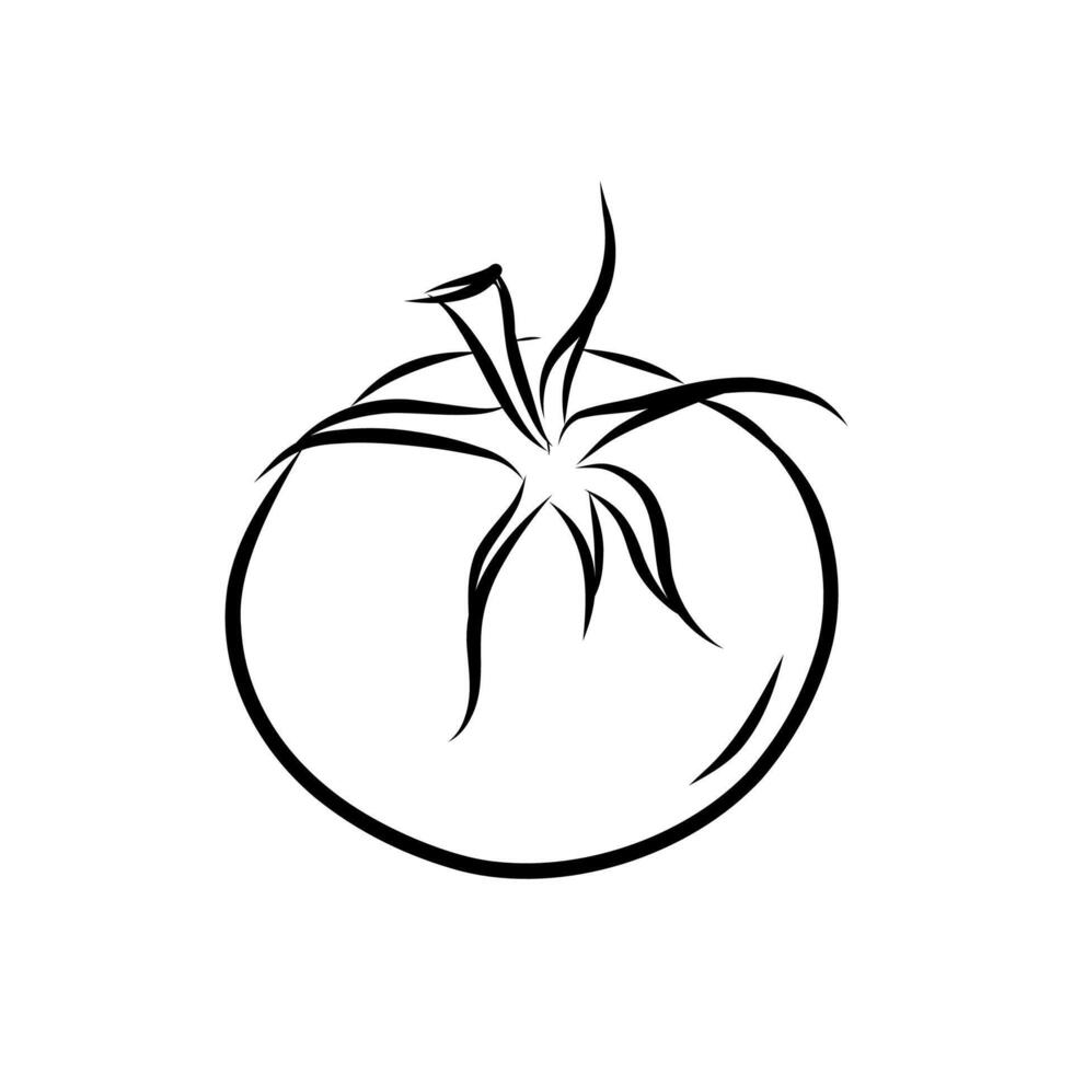 Hand drawn tomato in clean outline style, standing alone on a white background. Great for menus, children activity books, or ingredient focused graphic projects vector