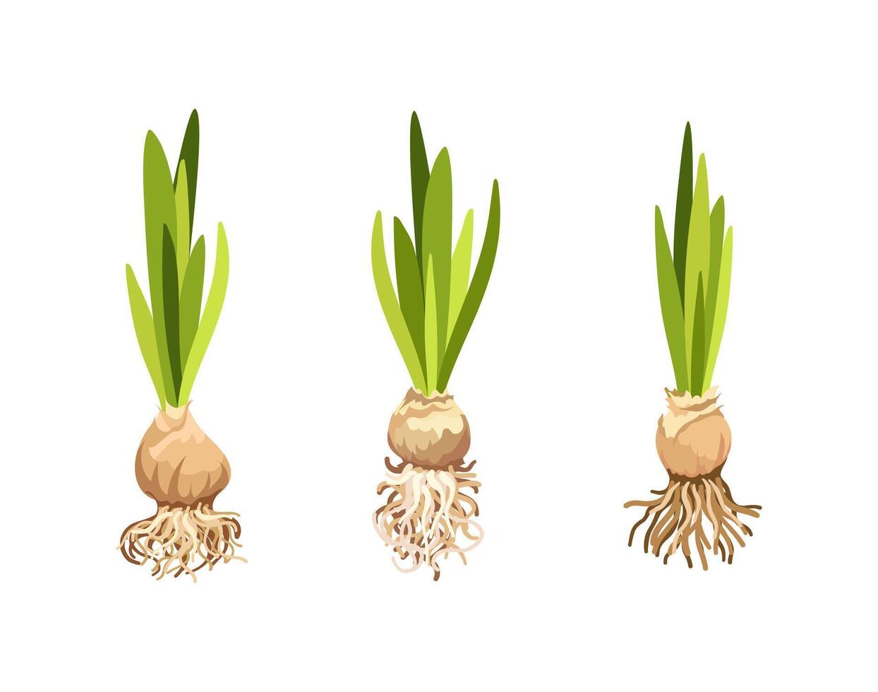 Illustration of green onion growth stages vector