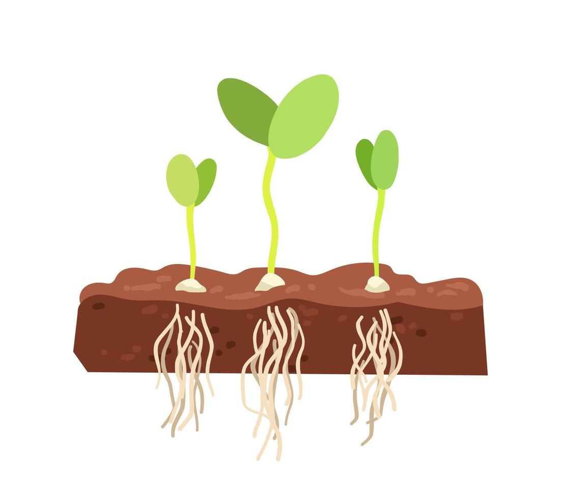 Plant sprouts with visible roots vector