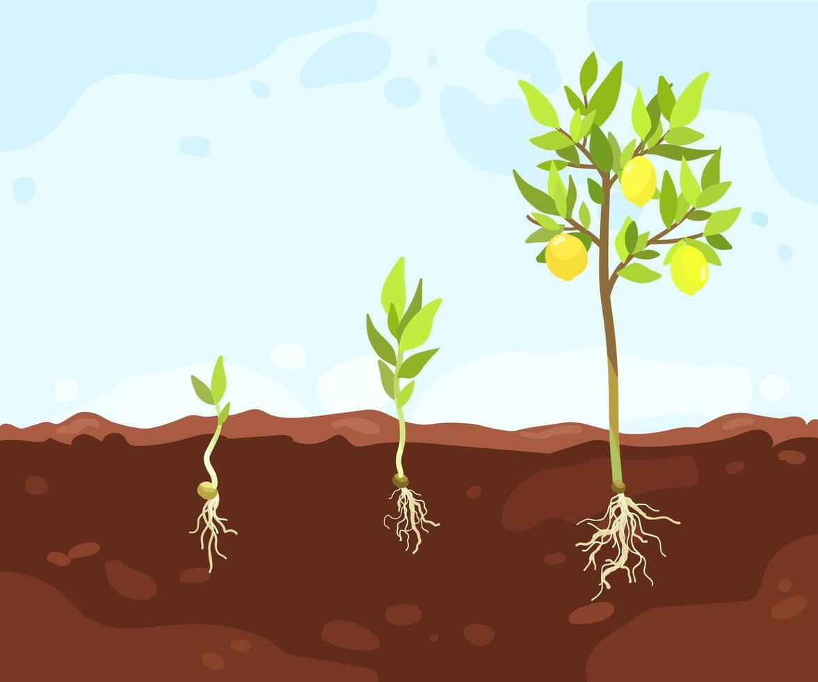 Stages of lemon tree growth vector
