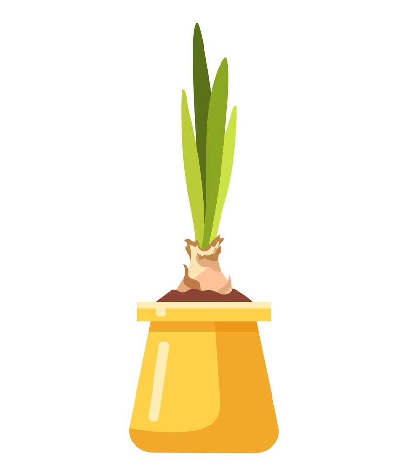 Indoor plant in yellow pot vector