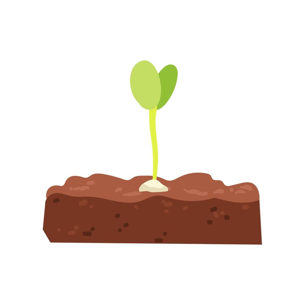 Seedling sprouting from the soil vector